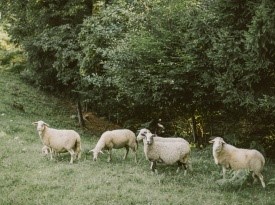 Poročna fotografija - Alen Karupovič
