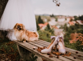 Poročna obleka 