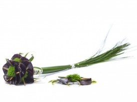 Gardenia