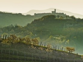 Vinogradi v Goriških Brdah, poročna pogostitev.