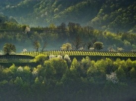 Lepa pokrajina Goriške Brde za poročno pogostitev.
