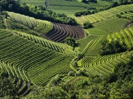 Poročna pogostitev in pokrajina Goriških Brd.