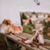Poročna obleka 